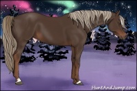 Horse Color:Liver Chestnut Sabino