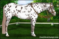 Horse Color:Liver Chestnut Frame Appaloosa