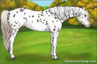 Horse Color:White Spotted Liver Chestnut Frame Appaloosa 