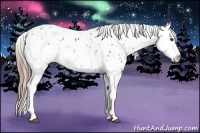 Horse Color:Liver Chestnut Sabino Splash Near Leopard 