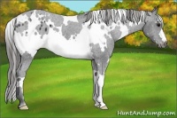 Horse Color:White Spotted Black Appaloosa 