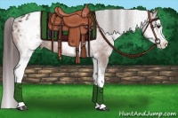 Horse Color:White Spotted Bay Appaloosa