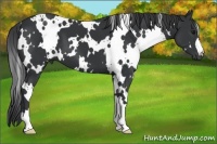 Horse Color:White Spotted Black