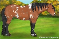 Horse Color:White Spotted Bay 