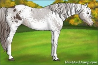 Horse Color:White Spotted Liver Chestnut Appaloosa
