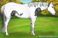 Horse Color:Black Ice Splash Tobiano Rabicano