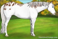 Horse Color:Silver Bay Sabino Splash Appaloosa 