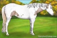Horse Color:Chestnut Ice Splash Tobiano Appaloosa 