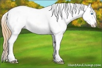 Horse Color:Bay Dun Splash Tobiano Appaloosa 