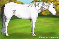Horse Color:White Spotted Bay Ice Splash Tobiano Appaloosa 