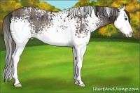 Horse Color:Plaid White Spotted Black Sabino Splash Rabicano