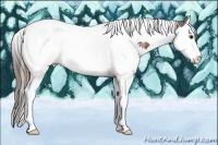 Horse Color:Plaid  Bay Splash Tobiano Appaloosa Rabicano 