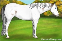 Horse Color:Bay Sabino Splash Tobiano Rabicano 