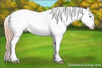 Horse Color:Buckskin Pearl Sabino Splash Appaloosa