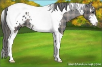 Horse Color:Plaid  Black Sabino Tobiano Appaloosa 