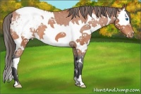 Horse Color:Bay Splash Snowcap 