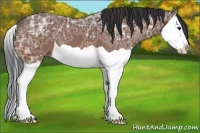 Horse Color:Bay Ice Splash