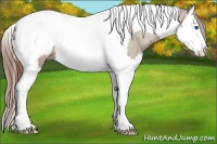 Horse Color:Classic Champagne Splash Tobiano Appaloosa 