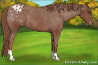 Horse Color:Chestnut Appaloosa 