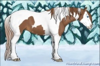Horse Color:Chestnut Splash Tobiano 