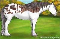 Horse Color:Bay Splash Appaloosa Rabicano 
