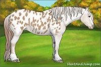 Horse Color:Red Dun Sabino Appaloosa 