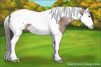 Horse Color:Bay Ice Splash Tobiano Appaloosa 