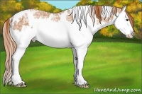 Horse Color:White Spotted Chestnut Ice Splash Rabicano
