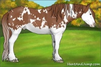 Horse Color:White Spotted Chestnut Splash Rabicano 