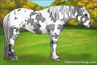 Horse Color:Black Splash Tobiano Appaloosa 