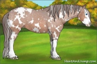 Horse Color:White Spotted Bay Splash Appaloosa
