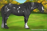 Horse Color:White Spotted Black Splash 