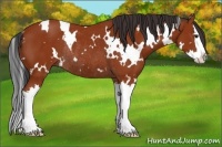 Horse Color:White Spotted Bay Splash Rabicano 