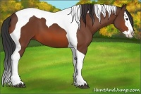 Horse Color:Bay Splash Tobiano 
