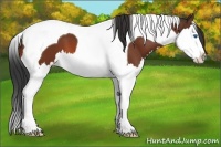 Horse Color:Bay Splash Tobiano