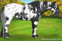 Horse Color:White Spotted Black Splash Tobiano Appaloosa