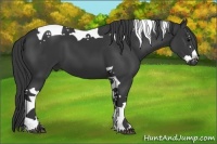 Horse Color:Black Splash Tobiano 