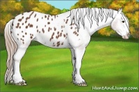 Horse Color:Chestnut Sabino Splash Appaloosa