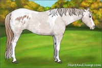 Horse Color:Chestnut Ice Splash Tobiano Appaloosa Rabicano