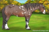 Horse Color:White Spotted Bay Splash Varnish 
