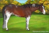 Horse Color:White Spotted Bay Splash Varnish