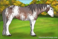 Horse Color:White Spotted Bay Splash Appaloosa Rabicano 
