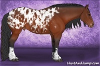 Horse Color:Brown Appaloosa  and Brown Appaloosa 