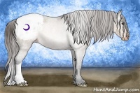 Horse Color:Buckskin Appaloosa Rabicano 