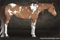 Horse Color:White Spotted Liver Chestnut