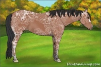 Horse Color:Bay Ice 