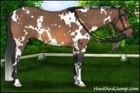 Horse Color:White Spotted Buckskin Rabicano