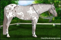 Horse Color:White Spotted Liver Chestnut Appaloosa Rabicano 