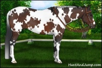 Horse Color:White Spotted Bay 
