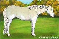 Horse Color:Palomino Ice Splash 
